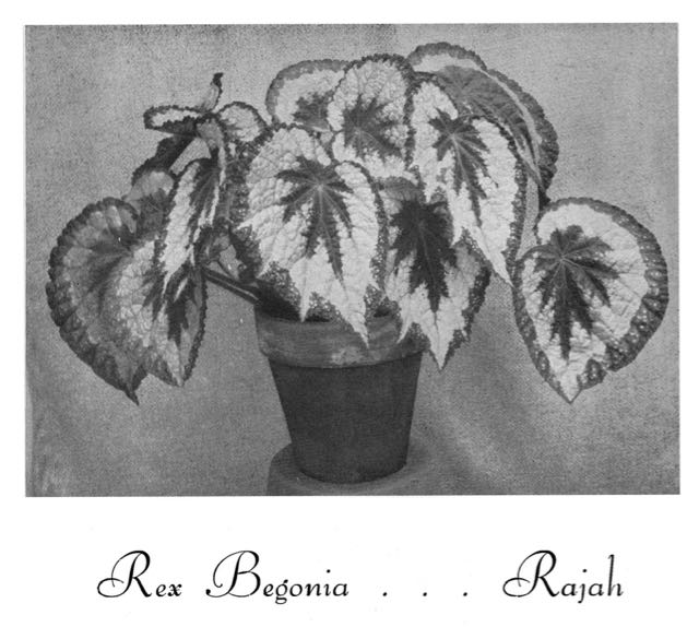 B. ‘Rajah’